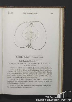 Nr. 49. Röthliche Reinette, Reinette rousse.