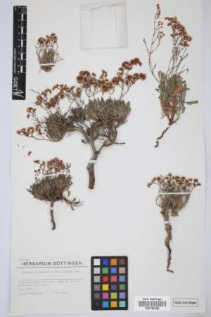 Limonium pectinatum (Ait.) Kuntze var. solandri (Webb & Berth.) Kuntze