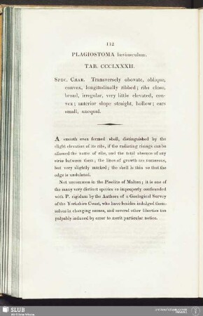 Plagiostoma laeviusculum. Tab. CCCL XXXII