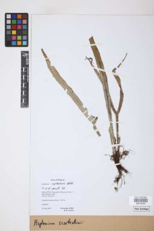 Asplenium scortechinii Bedd.