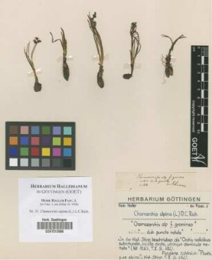 Chamorchis alpina (L.) L.C.Rich.