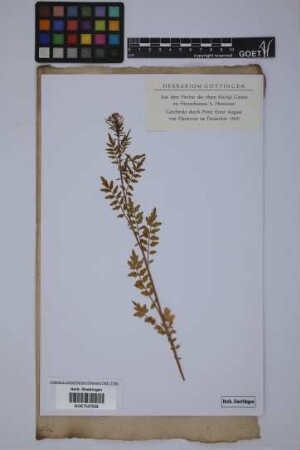 Cardamine impatiens L.