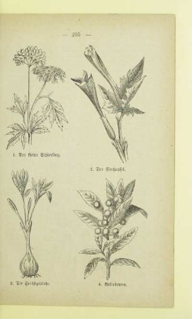 4. Belladonna