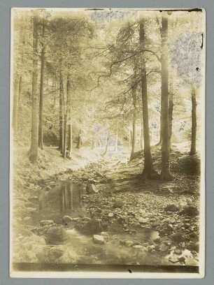 Harz. Ilsetal. Ilse. Ansicht mit Waldweg