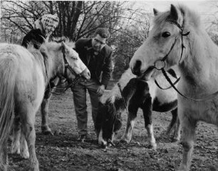 Pony´s auf der Koppel eines Gestütes. Die Tiere werden fachmännisch begutachtet