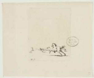 Studie, Pferde
