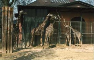 Fotografie: Tierverhalten, Individualdistanz