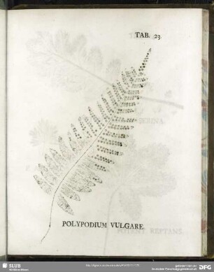 Tab. 23. Polypodium Vulgare. (Engelsüß)