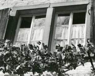 Rheinland-Pfalz. Altes Haus an der Weinstraße. Vor den Fenstern Weinstöcke