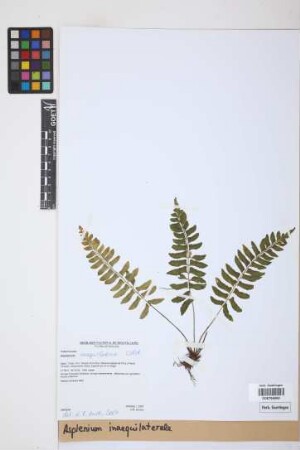Asplenium inaequilaterale Willd.