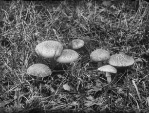Pantherpilz : Pantherpilz (Amanita pantherina Krombholz).
