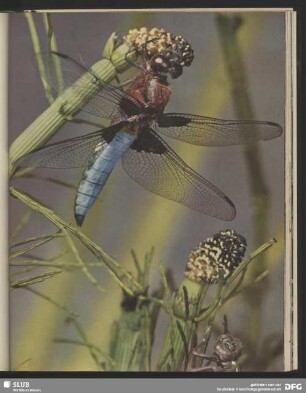 Libelle