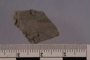 Termite (Isoptera)