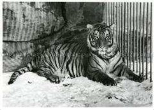 Tiger im Schnee im Berliner Zoo