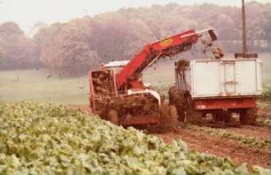 Fotografie: Erntetechnik, Zuckerrübe, Schwadlader, Parallelverfahren, Muldenkipper