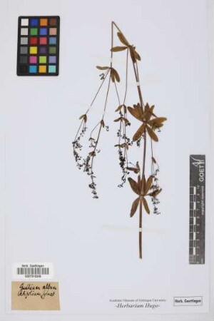 Galium