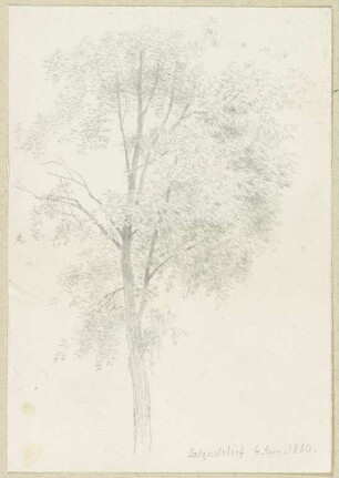 Baum in Salzschlirf