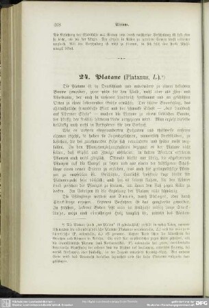 24. Platane (Platanus, L.)