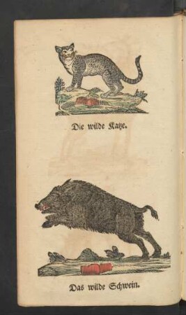Die wilde Katze. Das wilde Schwein