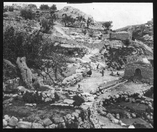 Maulbeerbaum des Jesajas bei silwan [Siloah]