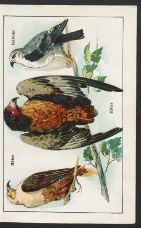 Tafel: Adler. Habicht.