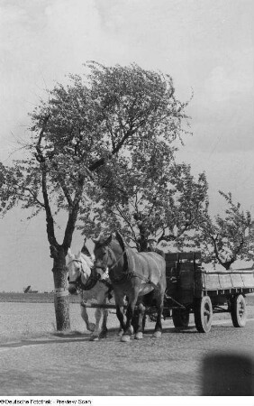 Pferdefuhrwerk auf einer Landstraße