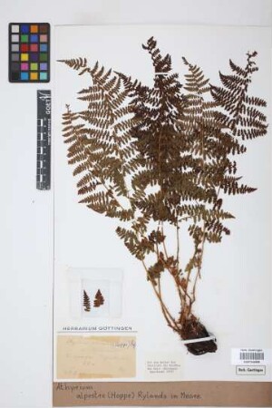 Athyrium alpestre (Hoppe) Rylands