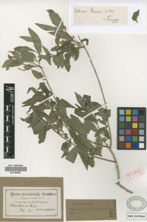 Cestrum campestre Griseb. [syntype]