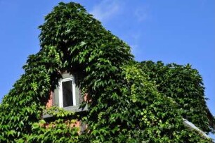 Quedlinburg - Fachwerkgiebel mit Efeu : Dieser Giebel eines historischen Fachwerkhauses im Schuhhof ist vollkommen mit Efeupflanzen bewachsen. Aufgenommen in Quedlinburg am 17. Juli 2012