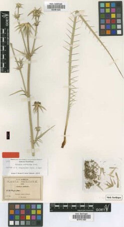 Eryngium longispinum J.M.Coult. & Rose [isotype]