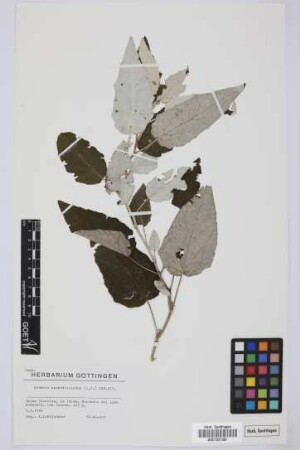 Senecio appendiculatus L.f.