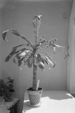 Blüte eines Drachenbaums aus Lateinamerika in einer Karlsruher Wohnung in der Hirschstraße