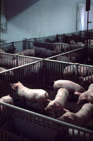 Fotografie: Mastschwein