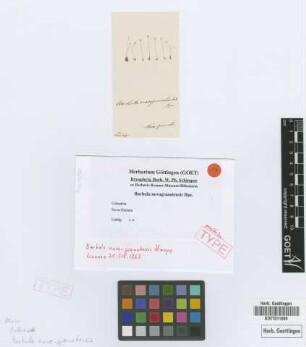 Barbula novo-granatensis Hampe [isotype]
