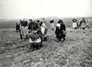 Frauen bei der Feldarbeit : Ort: Slepo / Schleife. Frauen in Arbeitstracht der Schleifer Region bei der Feldarbeit.