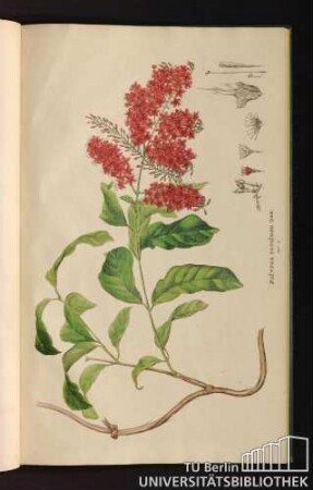 Tab. 83. Poivrea coccinea Dec.