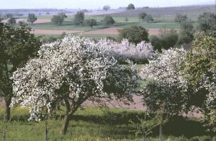 Zunzingen: Blütenlandschaft