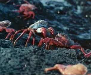 Grapsus grapsus (Brachyura) - Drohen