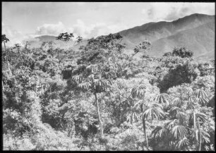 Yungaswald mit Ameisenbäumen zwischen Coroico und Coripata