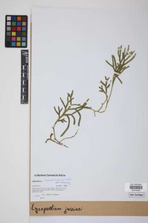 Lycopodium jussiaei Desv. ex Poir.