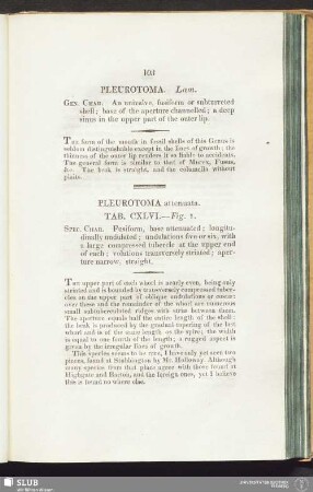 Pleurotoma attenuata. Tab. CXLVI. — Fig. 1