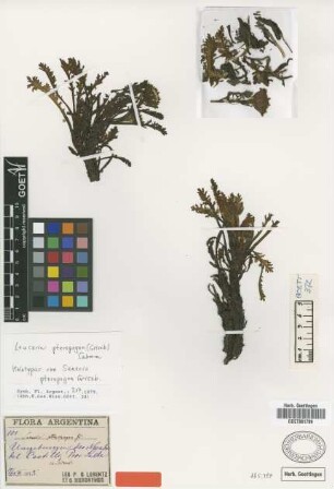 Senecio pteropogon Griseb. [holotype]