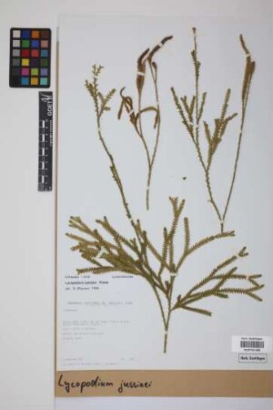 Lycopodium jussiaei Desv. ex Poir.