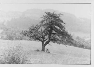 Landschaft mit Baum