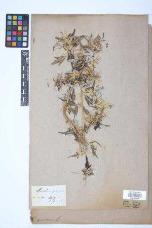 Xanthium spinosum L.