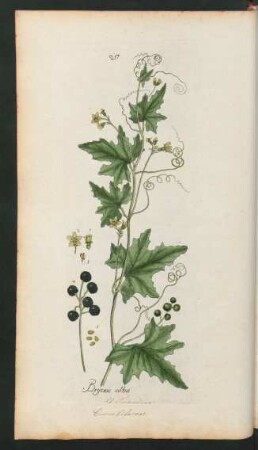 217. Bryonia alba
