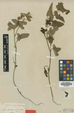 Aristolochia paecilantha Boiss. [type]