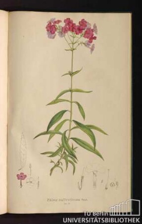 Tab. 71. Phlox suffruticosa Vent.