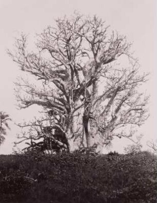 Alter Affenbrotbaum (Baobab)