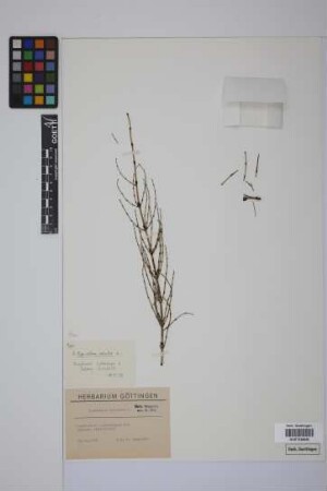 Equisetum palustre L.